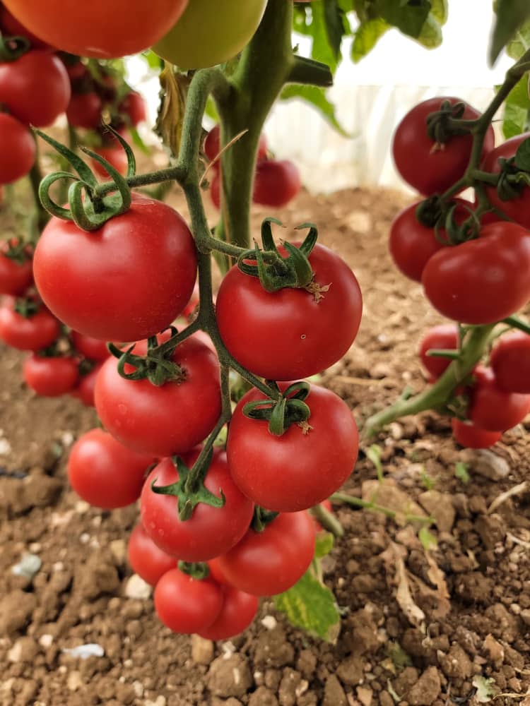 طماطم بلدية طازجة