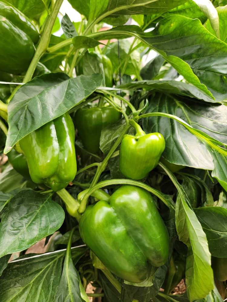 فلفل أخضر بلدي طازج