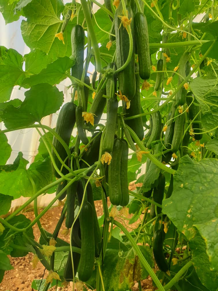 خيار بلدي طازج