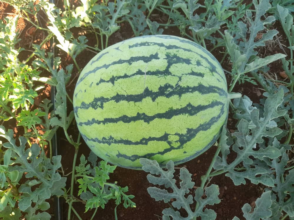 بطيخ بلدي طبيعي